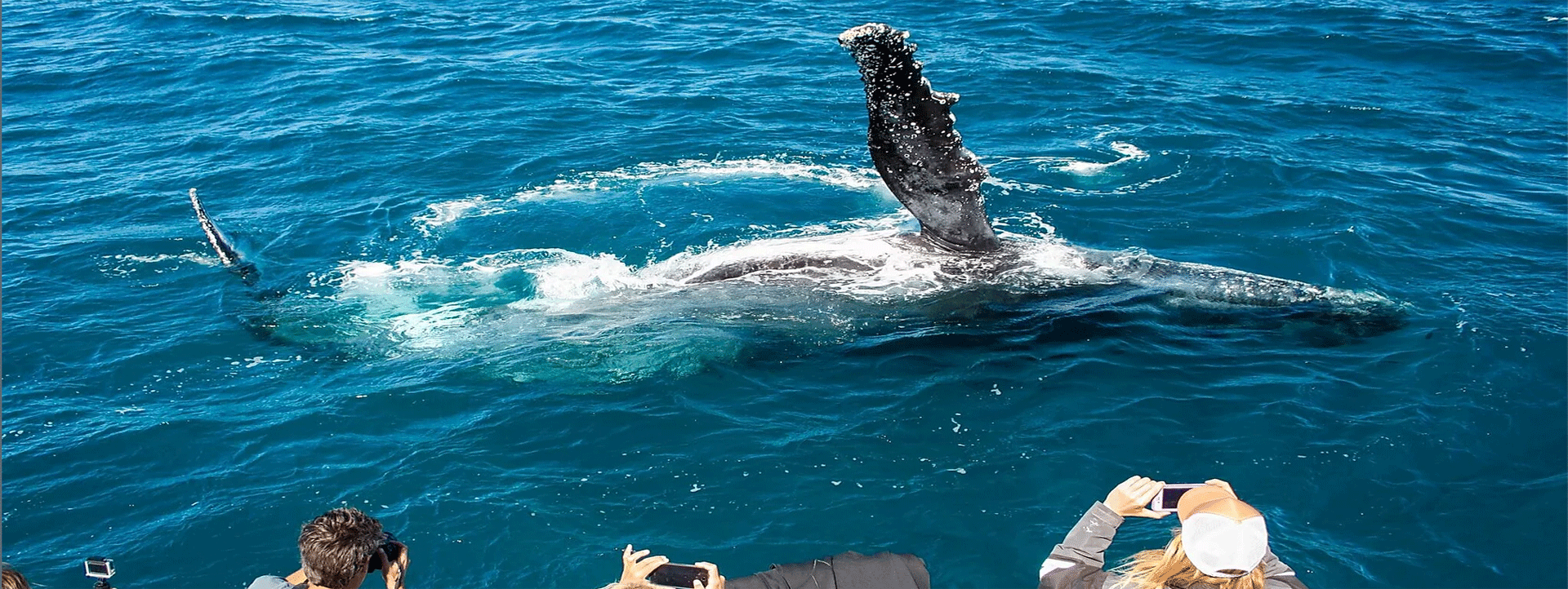Swim-with-the-Whales-Latitude-22-whale-turning