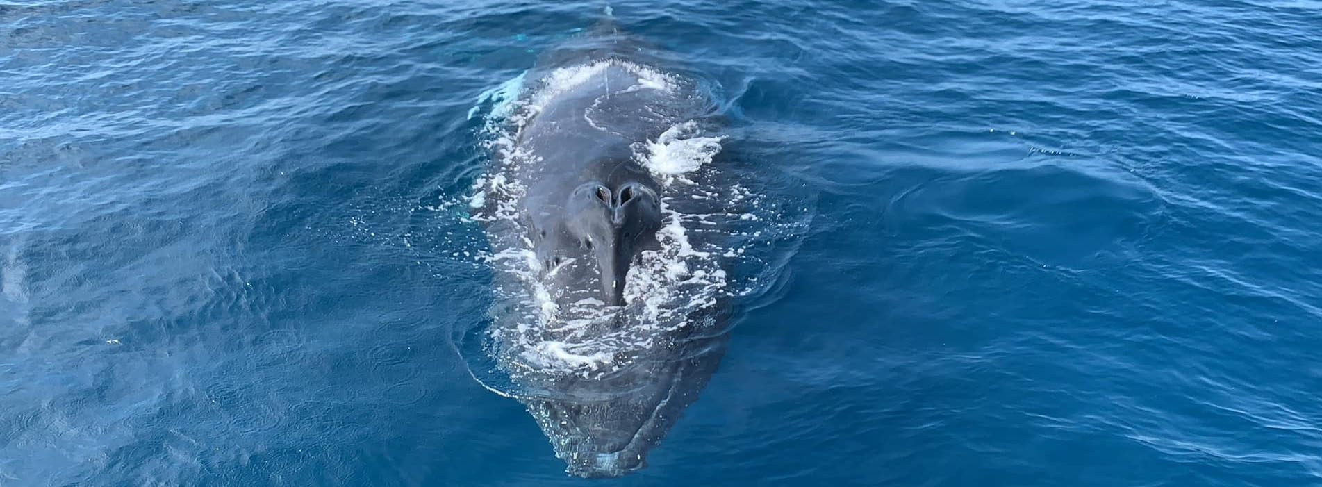 TRADEWINDS III whale encounter