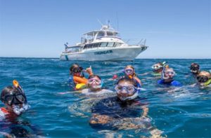 WHALE SHARK SWIM SNORKEL CORAL BAY ON THUNDER