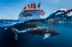 WHALE SHARK SWIM SNORKEL EXMOUTH ON MAGELLAN