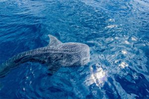 WHALE SHARKS SWIM SNORKEL EXMOUTH ON HERON