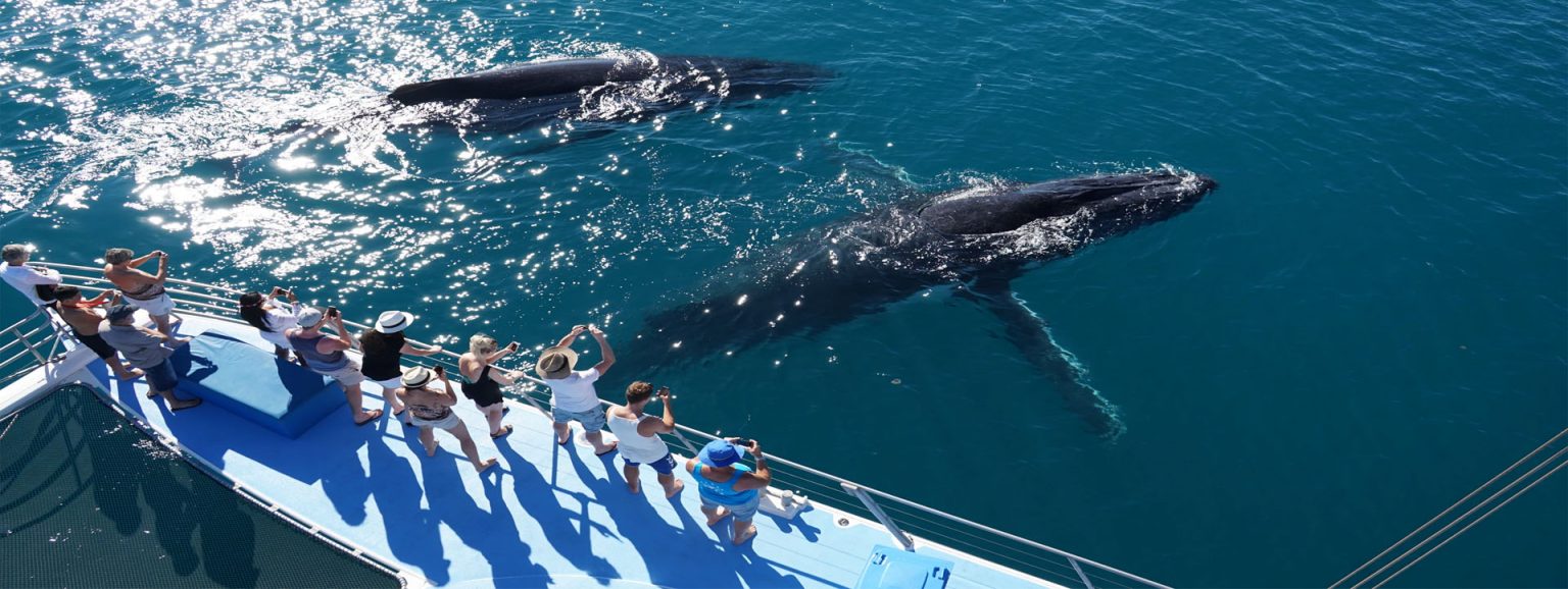 BROOME WHALE WATCHING TOURS Humpback Whale Watching 2021