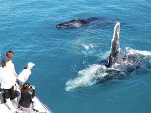 WHALE WATCHING CORAL BAY