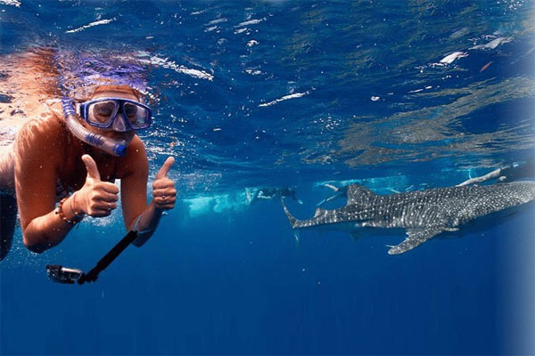 WHALE SHARK DIVE swim tours girl in water
