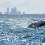 PERTH HUMPBACK WHALE WATCHING TOURS 2020