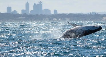 PERTH HUMPBACK WHALE WATCHING TOURS 2020