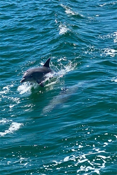 Dolphin watching tours Melbourne