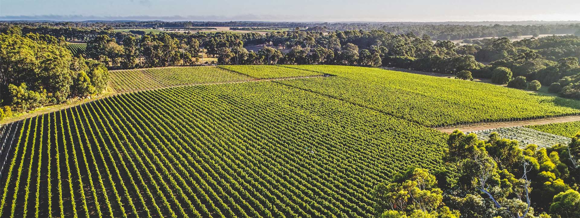 VOYAGER ESTATE aerial vineyard tours