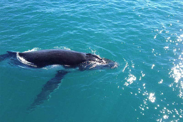 BROOME-WHALE-WATCHING-CRUISE-