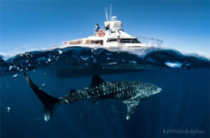 WHALE-SHARK-SWIM-SNORKEL-EXMOUTH-JAZZ-II