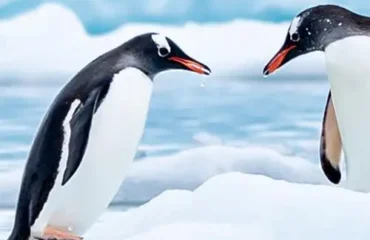 CRUISES-DEALS-Antarctica&Arctic