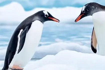 CRUISES-DEALS-Antarctica&Arctic