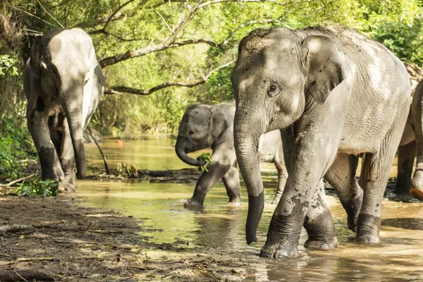 GOLDEN-TRIANGLE-THAILAND-elephants
