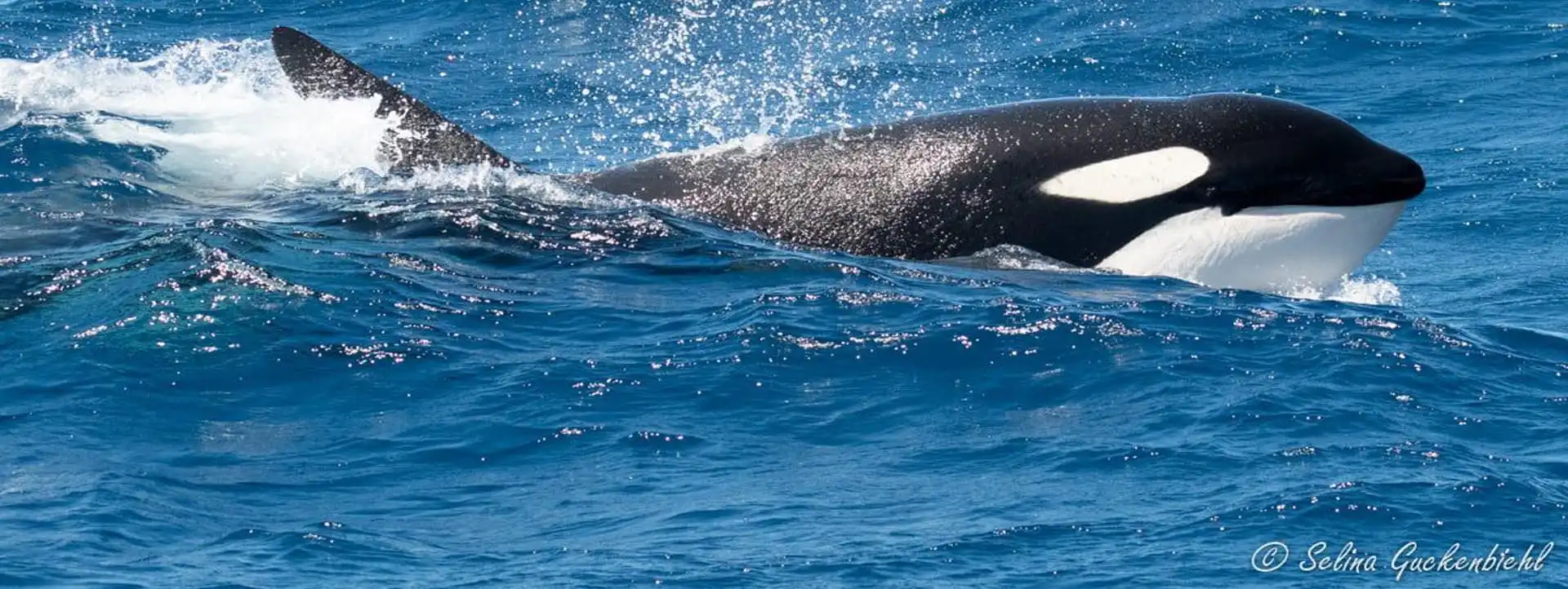 ORCA-Whale-Watching-Tours-WA copy