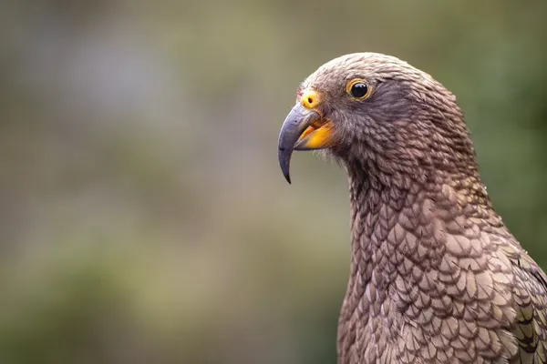 SOUTH-ISLAND-eagle