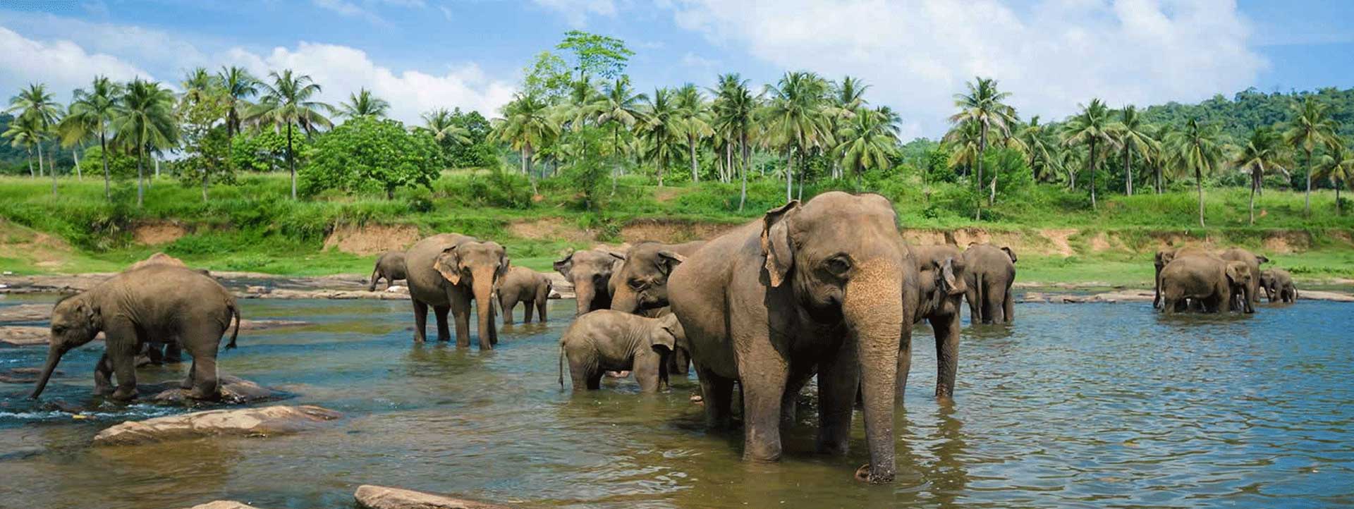 SRI-LANKA-HOLIDAY-DEALS-elephants