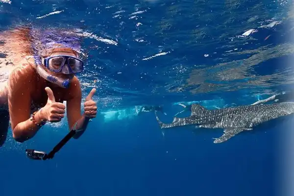 HERON WHALE SHARK Heron thumbs up snorkel