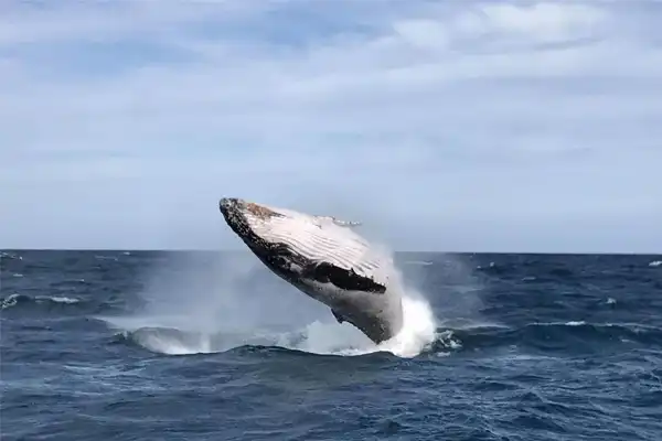 Humback whale breaching high