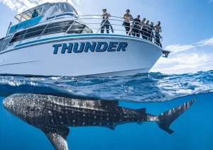 THUNDER WHALE SHARK TOURS