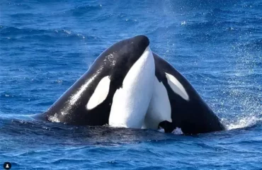 TOP SELLING WHALE WATCHING TOURS FOR 2023