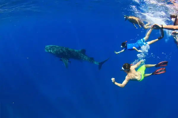 VENTURE IV whale shark and divers