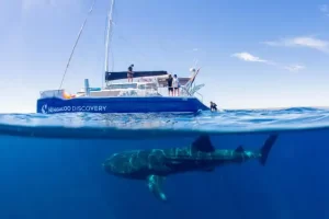 WINDCHEETAH WHALE SHARK TOURS