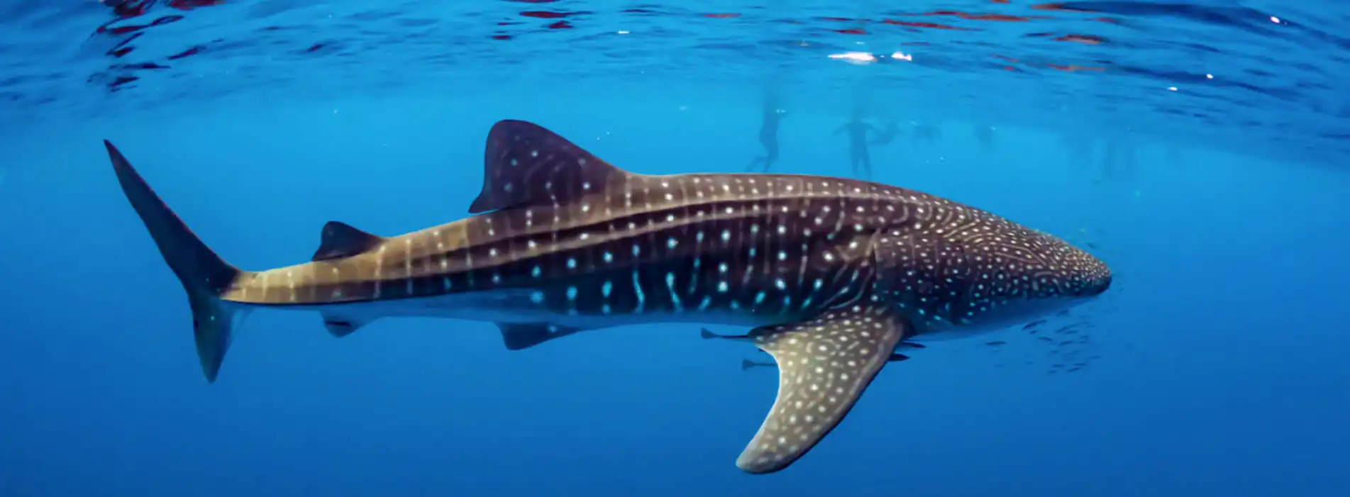 WHALE-SHARK-SWIM-TOURS-slider-people-swimming copy
