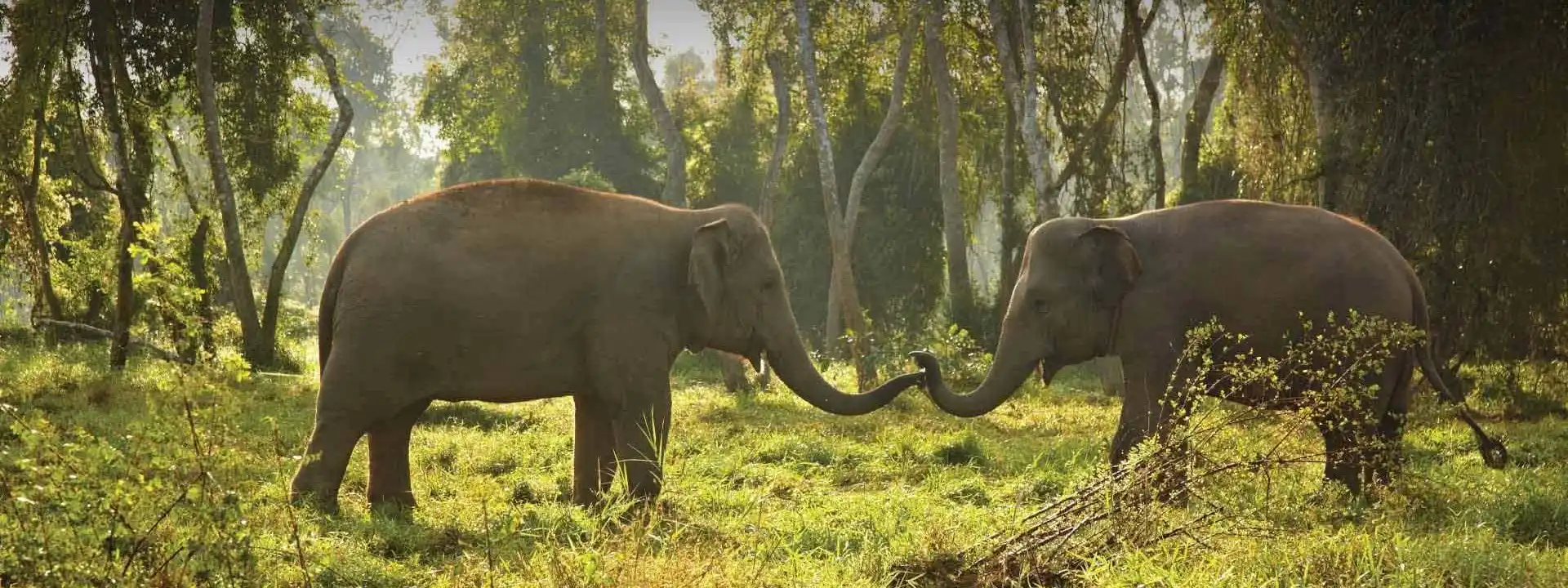 ANANTARA elephants Chiang Rai slider