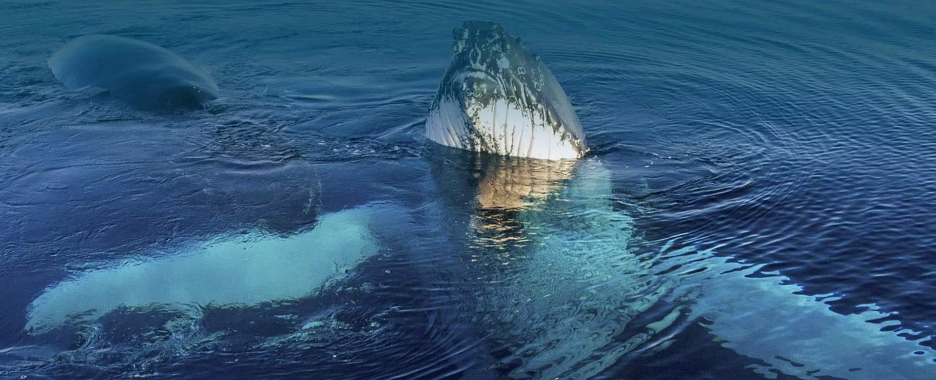 MAGELLAN-whale-watching-tours-Exmouth-whale-head