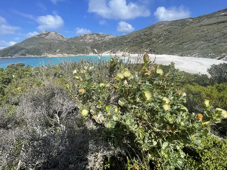 ALBANY COAST wildflowers and bay