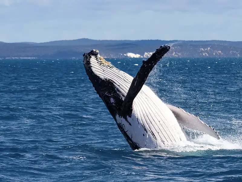 Albany Whale Watching tours whale breach Albany Whale Watching tours whale breach