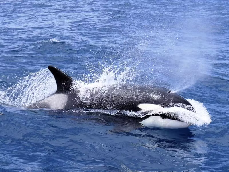 BREMER BAY Orca Killer Whale Watching Tours image small BREMER BAY Orca Killer Whale Watching Tours image small