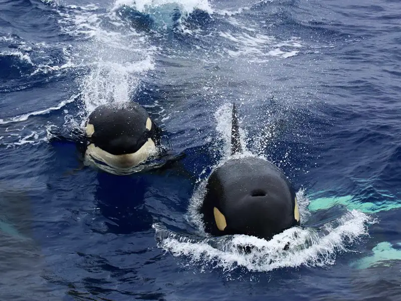BREMER BAY killer whale orca tours