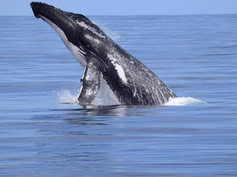 Dunsborough All Sea Charters Whale Watch tours image small Dunsborough All Sea Charters Whale Watch tours image small
