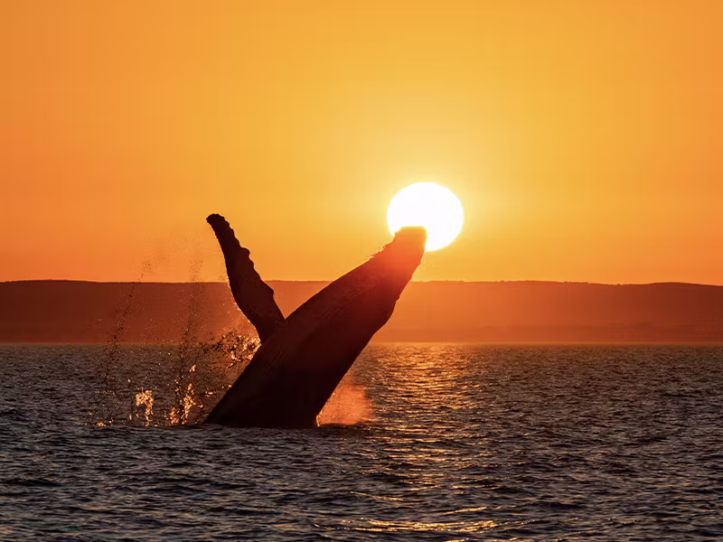 EXMOUTH SUNSET WHALE WATCHING Tours on Latitude 22 meet at jetty