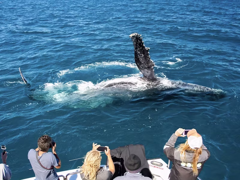EXMOUTH SUNSET WHALE WATCHING Tours on Latitude 22 EXMOUTH SUNSET WHALE WATCHING Tours on Latitude 22