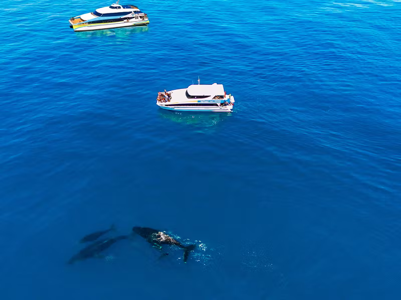 Hillarys Whale Watch tours image small Hillarys Whale Watch tours image small