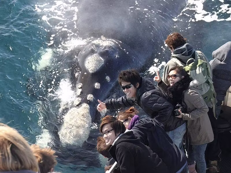 Naturaliste Charters whale close up Naturaliste Charters whale close up