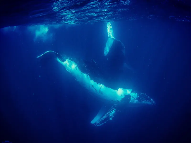 SWIM-HUMPBACK-WHALES-EXMOUTH-indian-ocean-image SWIM-HUMPBACK-WHALES-EXMOUTH-indian-ocean-image