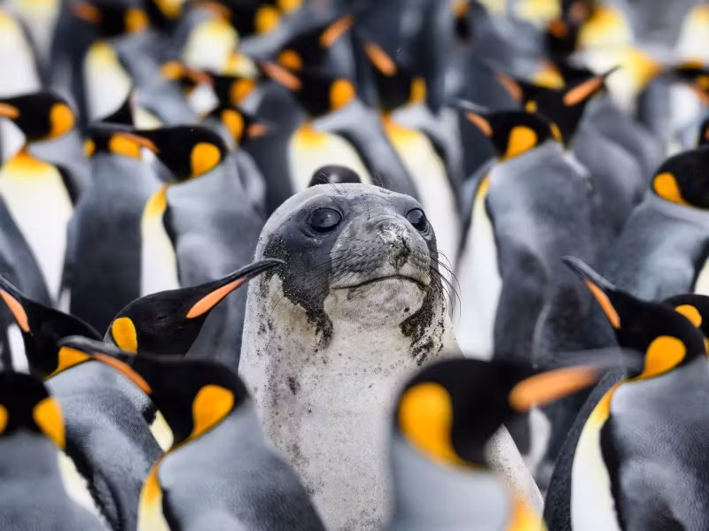 OCEAN-ALBATROS-penguins-and-seal-poking-up