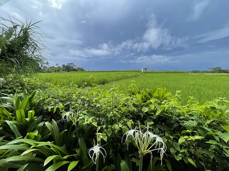 UBUD rice fields Kappa Senses